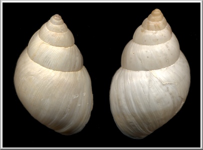 Sinistral Rabdotus mooreanus (L. Pfeiffer, 1868)