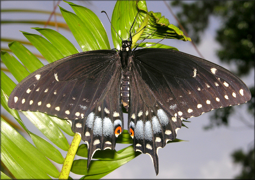 Black Swallowtail [Papilio polyxenes]