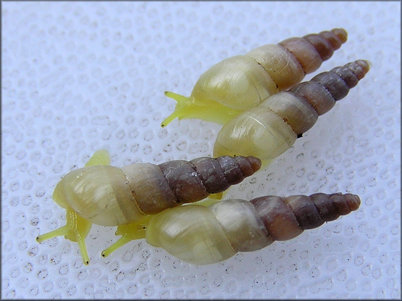 Allopeas gracile (Hutton, 1834) Graceful Awlsnail