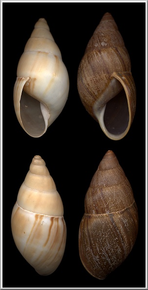Sinistral Thaumastus largillierti (Philippi, 1848)