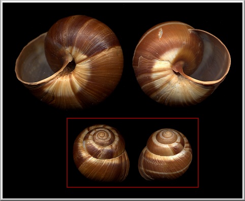 Sinistral Helix lucorum Linnaeus, 1758