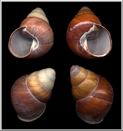 Sinistral Cochlostyla pithogaster (Frussac, 1821)