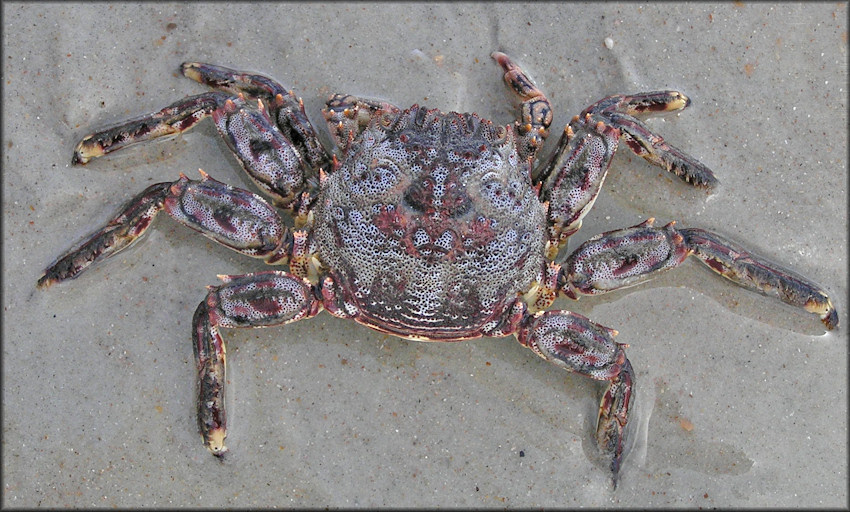 Plagusia depressa Tidal Spray Crab