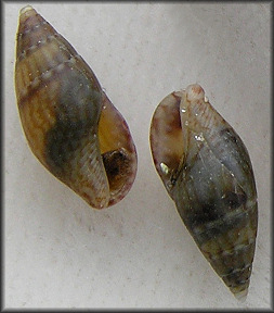 Costoanachis sertulariarum (d'Orbigny, 1839) Florida Dovesnail