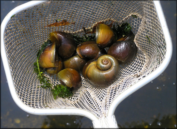 Pomacea canaliculata (Lamarck, 1822) Collection Results