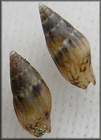 Costoanachis sertulariarum (d'Orbigny, 1839) Florida Dovesnail