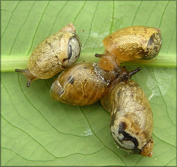 Succinea unicolor Tryon, 1866 Squatty Ambersnail