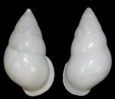 Amphidromus metabletus pachycheilus von Moellendorff, 1901 form alba 