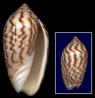 Oliva peruviana Lamarck, 1811