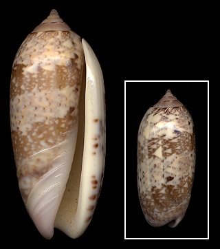 Oliva splendidula G. B. Sowerby I, 1825