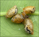 Succinea unicolor Tryon, 1866 Squatty Ambersnail