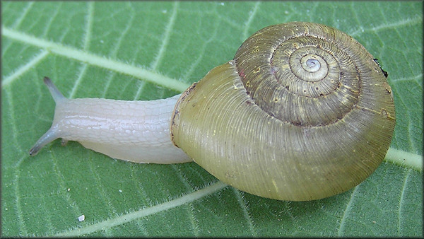 Ancotrema sportella (Gould 1846) Beaded Lancetooth