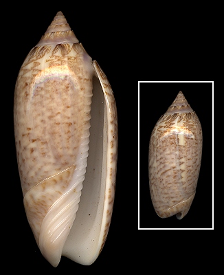 Oliva spicata (Rding, 1798)