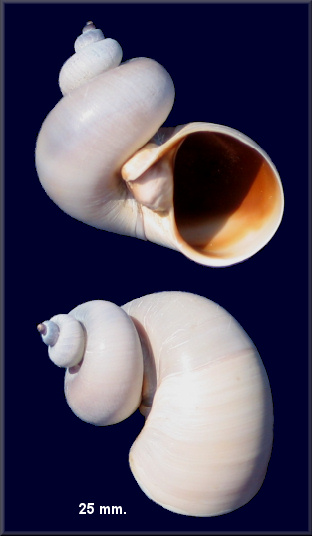 Neverita duplicata (Say, 1822) Shark Eye Freak