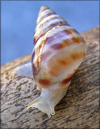 Drymaeus dormani (W. G. Binney, 1857) Manatee Treesnail Juvenile