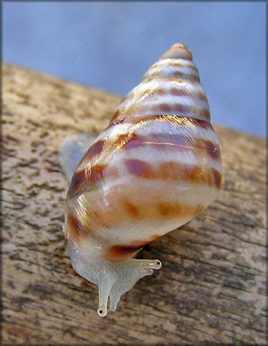 Drymaeus dormani (W. G. Binney, 1857) Manatee Treesnail Juvenile