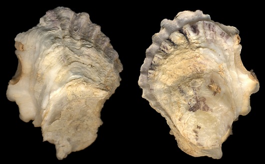 Ostreola equestris (Say, 1834) Crested Oyster