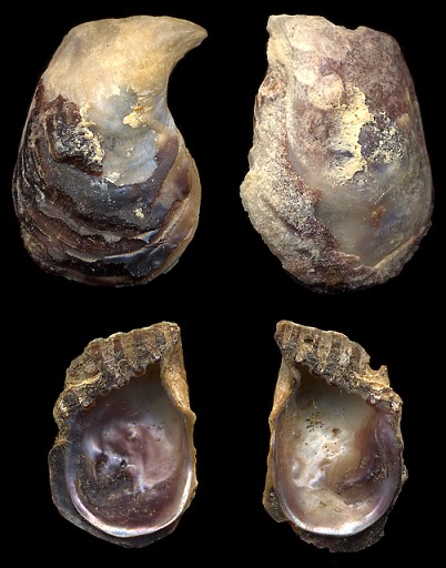 Isognomon bicolor (C. B. Adams, 1845) Bicolor Purse-oyster