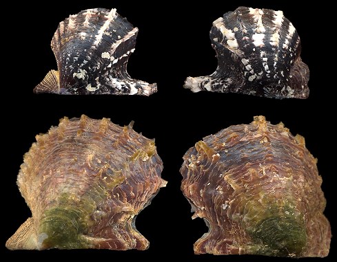 Pinctada imbricata imbricata Rding, 1798 Atlantic Pearl-oyster