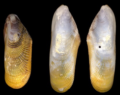 Brachidontes modiolus (Linnaeus, 1767) Yellow Mussel