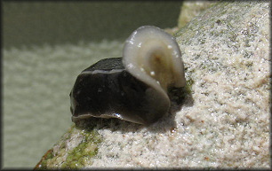 Cryptoconchus floridanus (Dall, 1889) White-barred Chiton