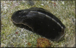 Cryptoconchus floridanus (Dall, 1889) White-barred Chiton