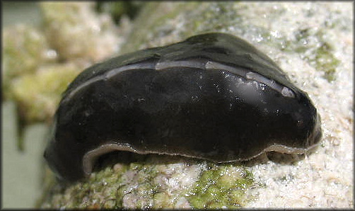 Cryptoconchus floridanus (Dall, 1889) White-barred Chiton