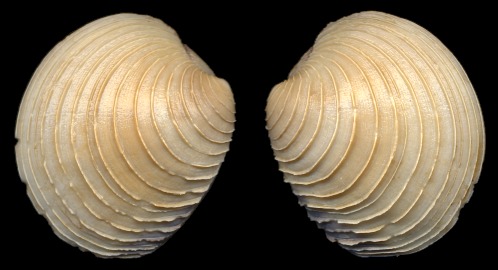 Mercenaria mercenaria (Linnaeus, 1758) - Northern Quahog Juvenile