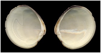 Mercenaria mercenaria (Linnaeus, 1758) - Northern Quahog Juvenile