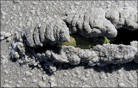 Oliva sayana Ravenel, 1834 Green Specimen In Situ