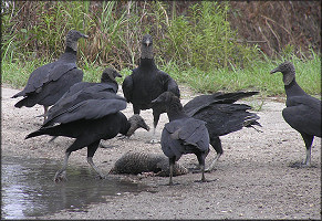 Black Vulture [Coragyps atratus]
