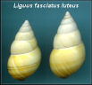 Liguus fasciatus luteus