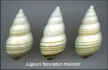 Liguus fasciatus moiseri