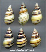 Liguus fasciatus deckerti