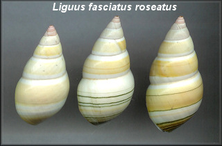 Liguus fasciatus roseatus