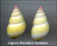 Liguus fasciatus roseatus