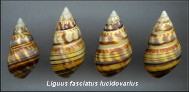 Liguus fasciatus lucidovarius