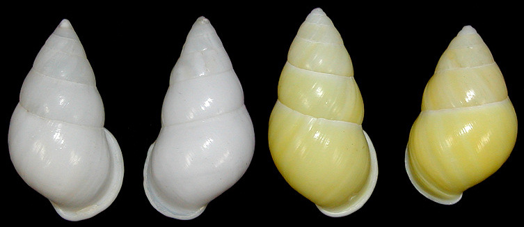 Amphidromus metabletus pachycheilus von Moellendorff, 1901