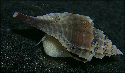 Eupleura caudata (Say, 1822) Thick-lip Drill