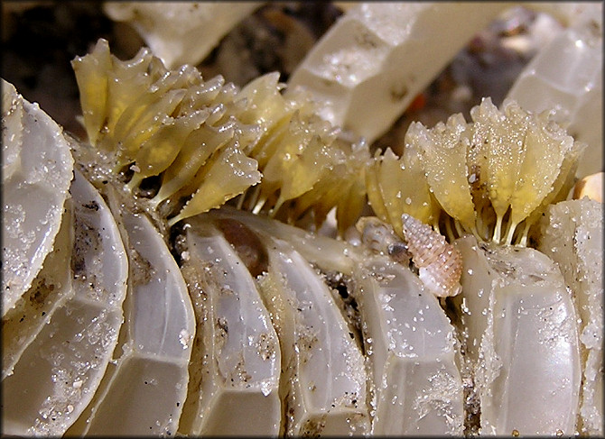 Eupleura caudata (Say, 1822) Thick-lip Drill Egg Capsules