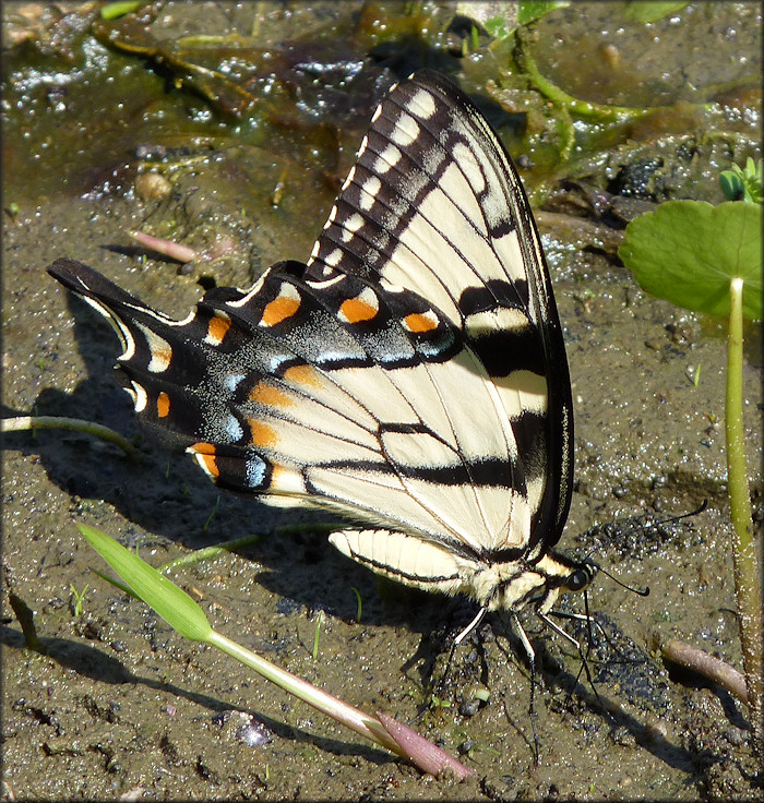 Eastern Tiger Swallowtail [Papilio glaucus]