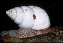 Liguus fasciatus elliottensis Pilsbry, 1912 - Alive