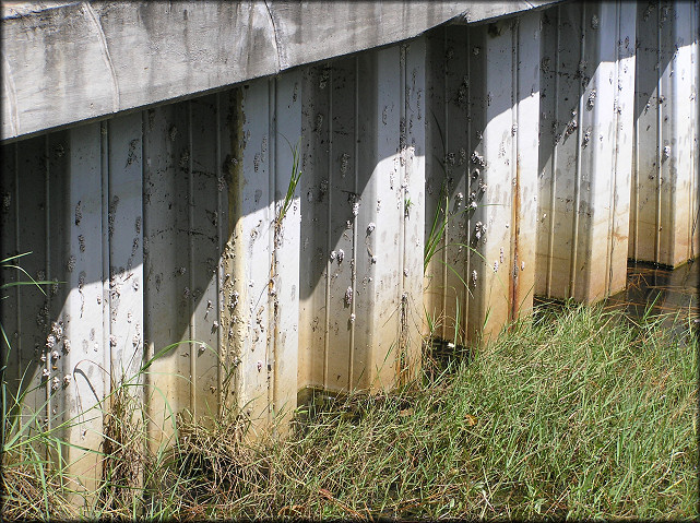 Some Of Small Retention Pond's Egg Clusters