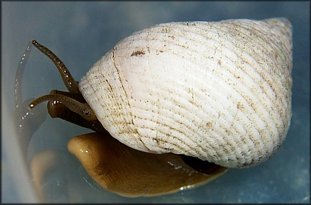 Littoraria irrorata (Say, 1822)  - Marsh Periwinkle 