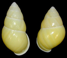 Amphidromus metabletus pachycheilus von Moellendorff, 1901 form flava