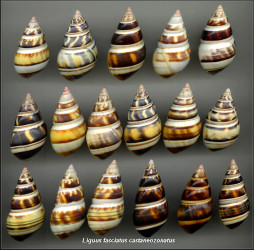 Liguus fasciatus castaneozonatus