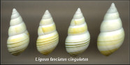 Liguus fasciatus cingulatus