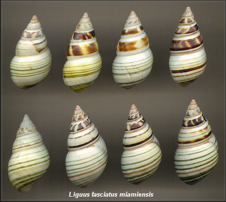 Liguus fasciatus miamiensis