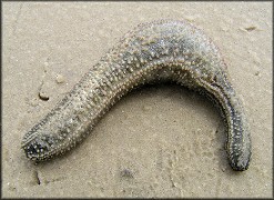 Thyonella gemmata Pourtales, 1852 Striped Sea Cucumber