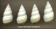 Liguus fasciatus livingstoni